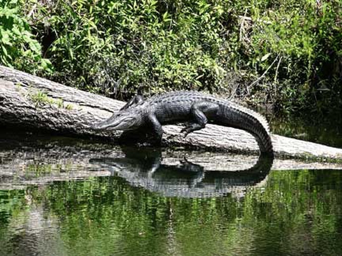 Florida Gator by Tremmel
